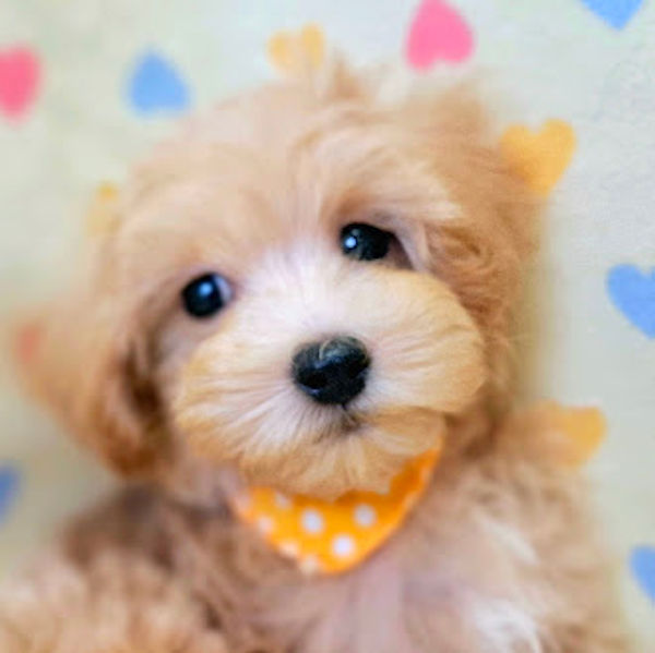 ミックス犬