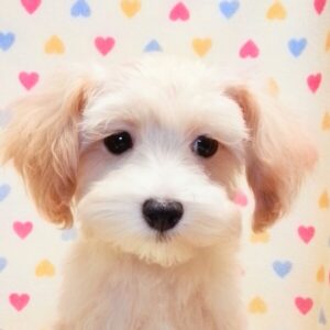 ミックス犬
