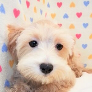 ミックス犬