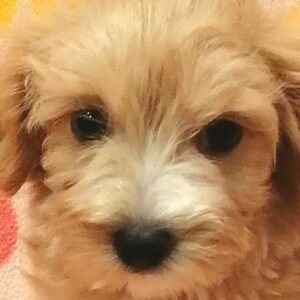 ミックス犬