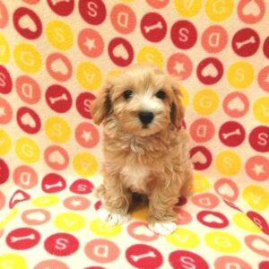 Alternative view of ミックス犬