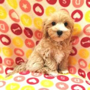 Alternative view of ミックス犬