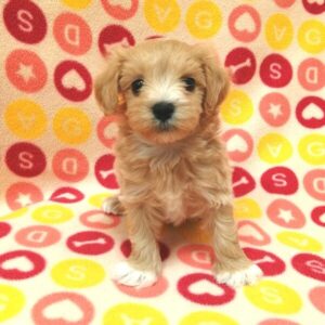 Alternative view of ミックス犬