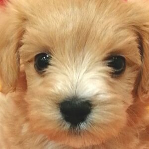ミックス犬