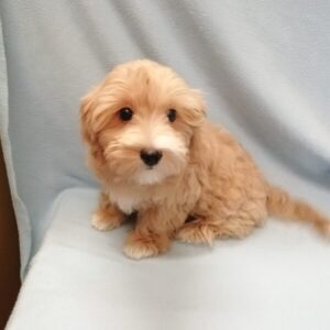 Alternative view of ミックス犬