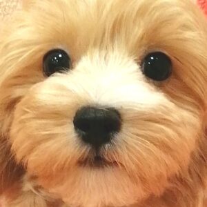 ミックス犬