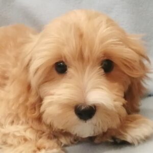 ミックス犬