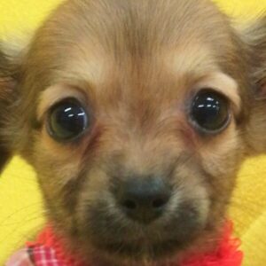 ミックス犬