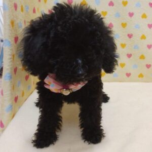 Alternative view of ミックス犬