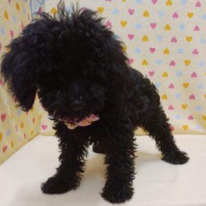 Alternative view of ミックス犬