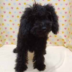 Alternative view of ミックス犬