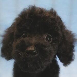 ミックス犬