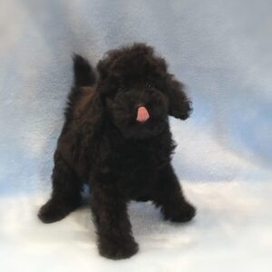 Alternative view of ミックス犬