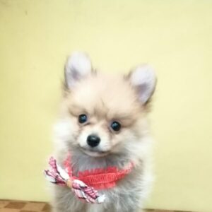 ポメラニアン