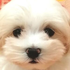 マルチーズ