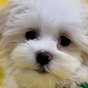 マルチーズ