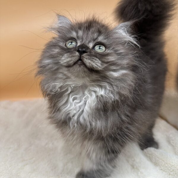 ミヌエット - 画像 (3)