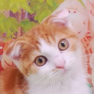 スコティッシュ・フォールド