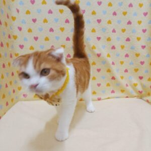 Alternative view of スコティッシュ・フォールド