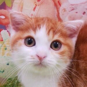 スコティッシュ・フォールド