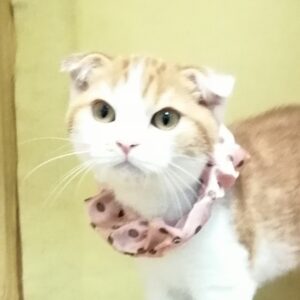 スコティッシュ・フォールド
