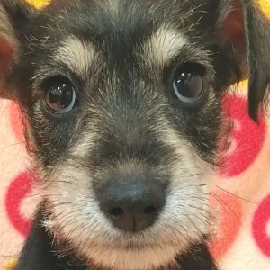 ミニチュア・シュナウザー
