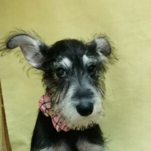 ミニチュア・シュナウザー