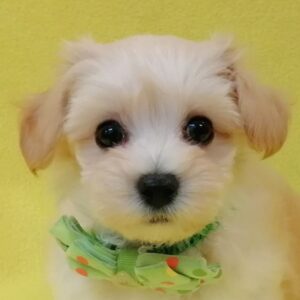 ミックス犬
