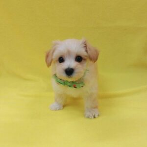 Alternative view of ミックス犬