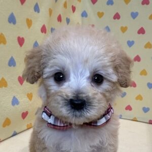 ミックス犬