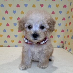 Alternative view of ミックス犬
