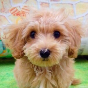 ミックス犬