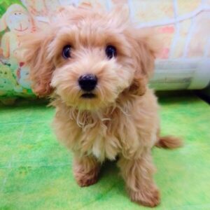 Alternative view of ミックス犬