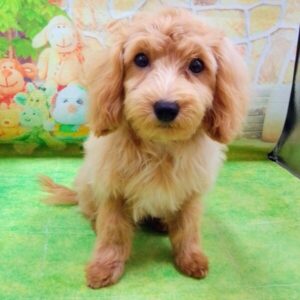 Alternative view of ミックス犬