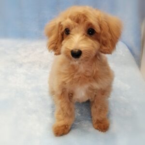 Alternative view of ミックス犬