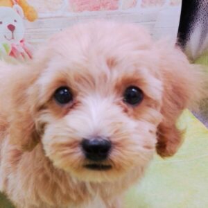 ミックス犬