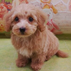 Alternative view of ミックス犬