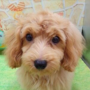 ミックス犬