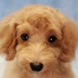 ミックス犬
