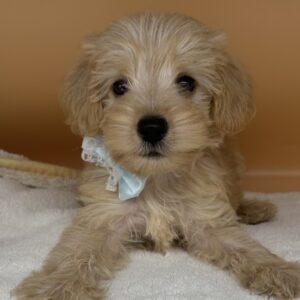 Alternative view of ミックス犬