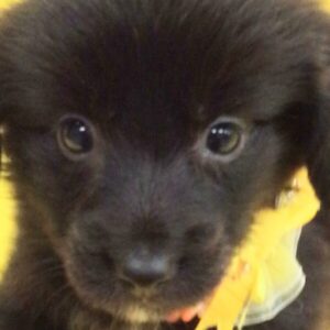 ミックス犬