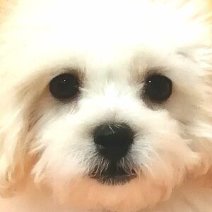 ミックス犬