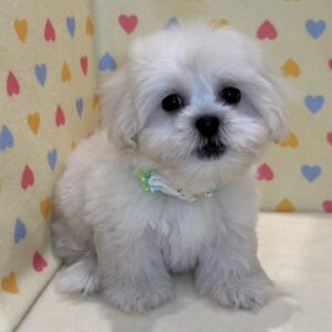 Alternative view of ミックス犬