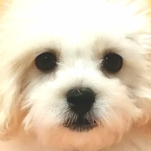 ミックス犬