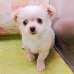 Alternative view of ミックス犬