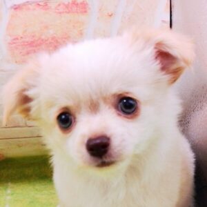 ミックス犬