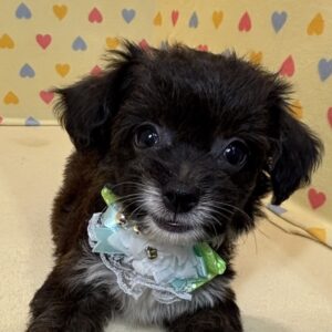 ミックス犬