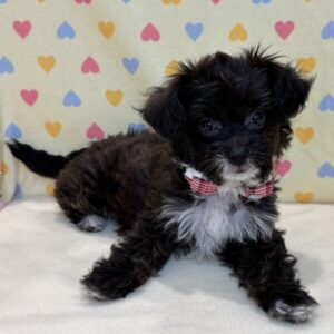 Alternative view of ミックス犬