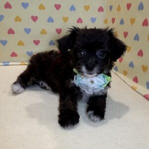 Alternative view of ミックス犬