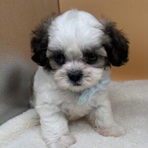 Alternative view of ミックス犬